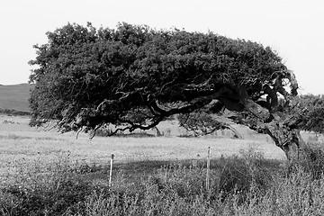 Image showing cork tree