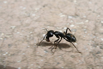 Image showing ant