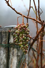 Image showing Grapes