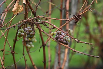 Image showing Grape and grapevines