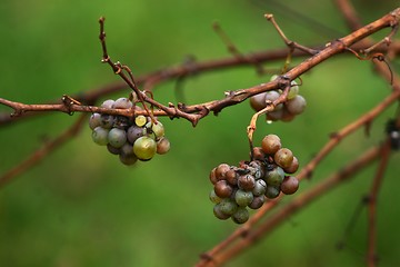 Image showing Grapes