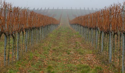 Image showing Grapevines in autumn