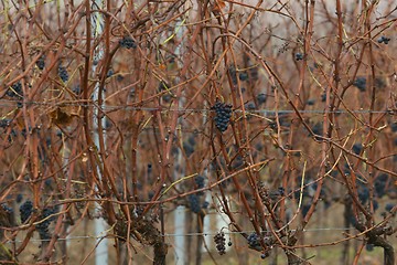 Image showing Grapevines in autumn