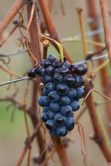 Image showing Blue grapes