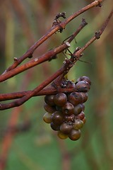 Image showing Grapes