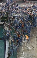 Image showing Blue grapes