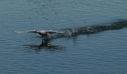 Image showing Swan taking off