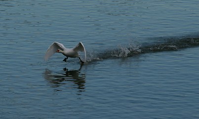 Image showing Swan taking off