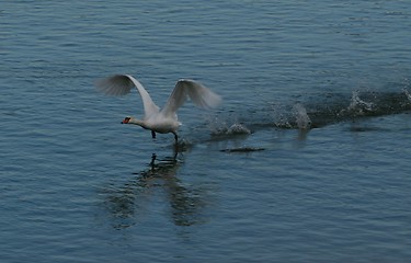 Image showing Swan taking off