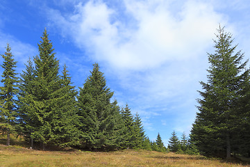 Image showing Green forest