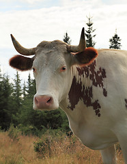 Image showing Portrait of a cow