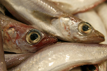 Image showing Details of raw fresh fish