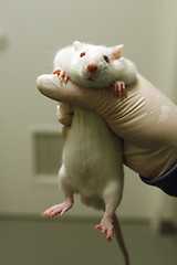 Image showing White lab rat in an animal testing facility