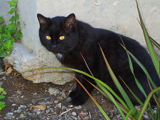 Image showing Domestic Short Hair Cat