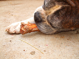 Image showing Boxer Dog Chewing Bone