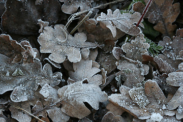 Image showing Winter Frost