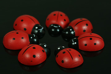 Image showing Ladybirds in Circle