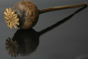 Image showing A Dried-Up Poppy