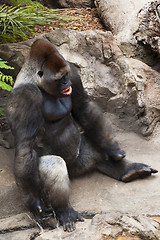 Image showing Male silverback gorilla