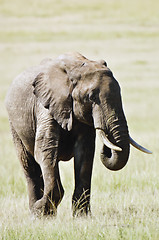 Image showing elephant   in Masai Mara