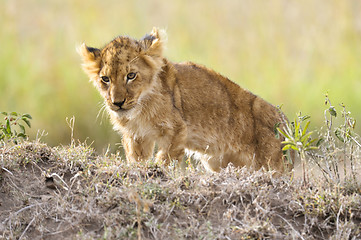 Image showing Lion  cub