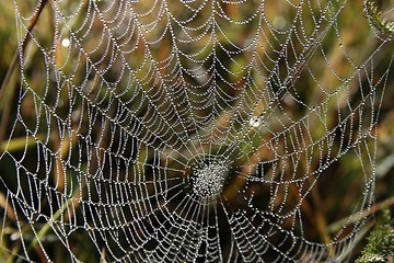 Image showing Spider-Web