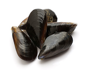 Image showing Mussels