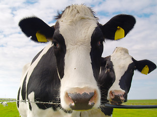 Image showing cows on pasture