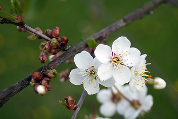 Image showing Cherry in Bloom