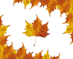Image showing Maple leaves frame