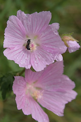 Image showing Pink Flower
