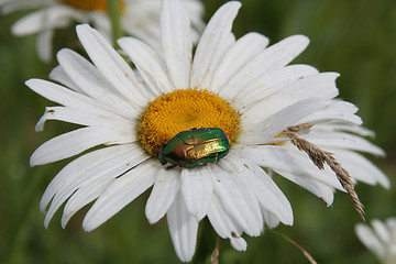 Image showing Flower