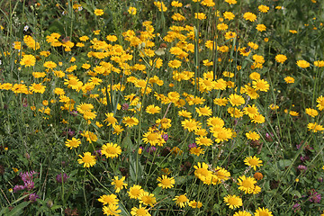 Image showing Yellow Meadow