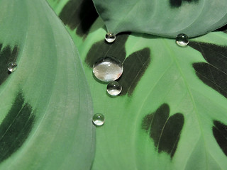 Image showing Drops on leaves