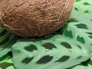 Image showing Coconut on leaves