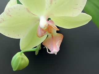 Image showing Yellow orchid