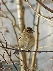 Image showing wild sparrow