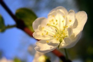 Image showing Plum in Bloom