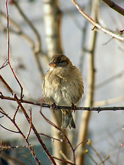 Image showing Sitting sparrow