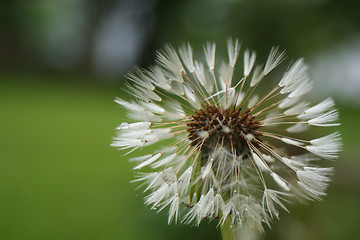 Image showing Dandelion after Rain