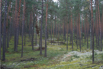 Image showing Forest