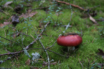 Image showing Mushroom