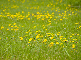 Image showing yellow dandelions