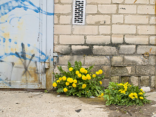 Image showing dandelions and wall