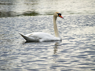 Image showing Single swan