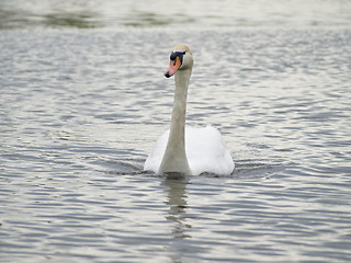 Image showing Swimming swan