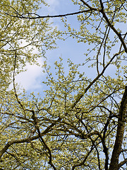 Image showing blossom