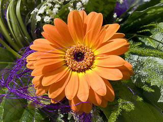 Image showing Orange gerbera