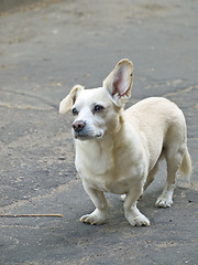 Image showing dog