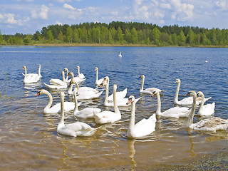 Image showing swans